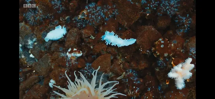 Nudibranch (Tritonia challengeriana) as shown in Seven Worlds, One Planet - Antarctica